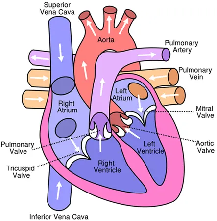 Heart Valve Replacement Surgery in India, Heart Valve Repair Surgery in India, valve replacement surgery india